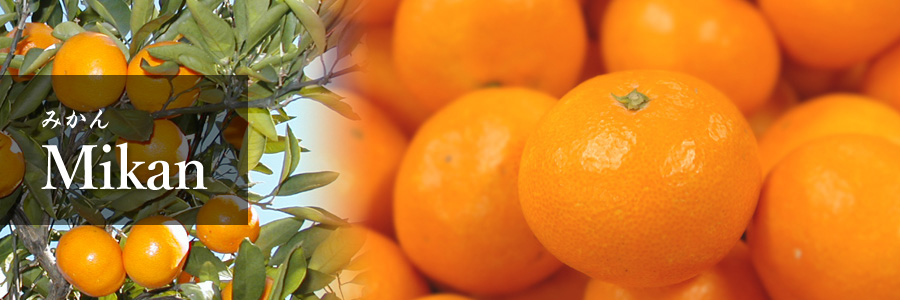 Mikan