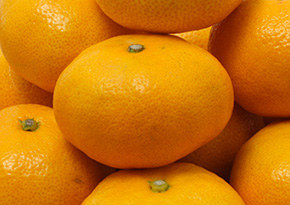 the Satsuma mandarin